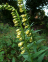 Foxglove, Small Yellow